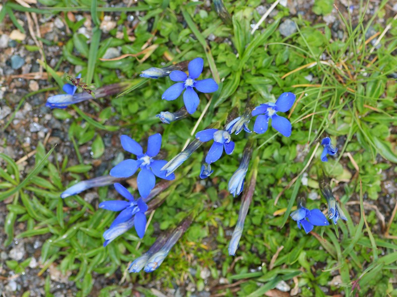 Gentiana sp.